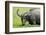 Water Buffalo Grazes in a Rice Paddy, Pui O, Lantau Island, Hong Kong-Richard Wright-Framed Photographic Print