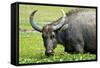 Water Buffalo Grazes in a Rice Paddy, Pui O, Lantau Island, Hong Kong-Richard Wright-Framed Stretched Canvas