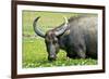 Water Buffalo Grazes in a Rice Paddy, Pui O, Lantau Island, Hong Kong-Richard Wright-Framed Photographic Print