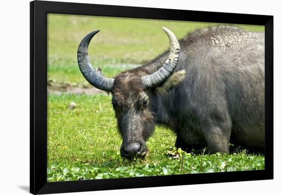 Water Buffalo Grazes in a Rice Paddy, Pui O, Lantau Island, Hong Kong-Richard Wright-Framed Photographic Print