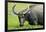 Water Buffalo Grazes in a Rice Paddy, Pui O, Lantau Island, Hong Kong-Richard Wright-Framed Photographic Print