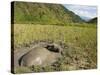 Water Buffalo in Mud Pool in Rice Field, Sagada Town, the Cordillera Mountains, Luzon, Philippines-Kober Christian-Stretched Canvas