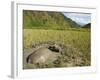 Water Buffalo in Mud Pool in Rice Field, Sagada Town, the Cordillera Mountains, Luzon, Philippines-Kober Christian-Framed Photographic Print