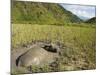 Water Buffalo in Mud Pool in Rice Field, Sagada Town, the Cordillera Mountains, Luzon, Philippines-Kober Christian-Mounted Photographic Print