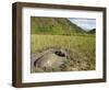 Water Buffalo in Mud Pool in Rice Field, Sagada Town, the Cordillera Mountains, Luzon, Philippines-Kober Christian-Framed Photographic Print