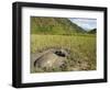 Water Buffalo in Mud Pool in Rice Field, Sagada Town, the Cordillera Mountains, Luzon, Philippines-Kober Christian-Framed Photographic Print