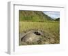 Water Buffalo in Mud Pool in Rice Field, Sagada Town, the Cordillera Mountains, Luzon, Philippines-Kober Christian-Framed Photographic Print