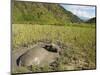 Water Buffalo in Mud Pool in Rice Field, Sagada Town, the Cordillera Mountains, Luzon, Philippines-Kober Christian-Mounted Photographic Print