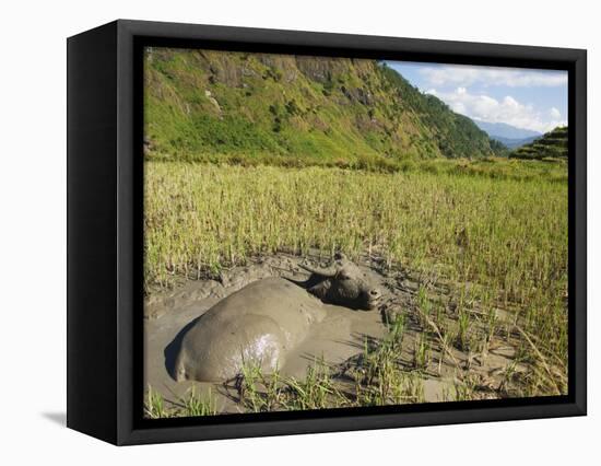 Water Buffalo in Mud Pool in Rice Field, Sagada Town, the Cordillera Mountains, Luzon, Philippines-Kober Christian-Framed Stretched Canvas