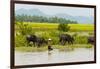 Water buffalo on the shore of Kaladan River, between Mrauk-U and Sittwe, Rakhine State, Myanmar-Keren Su-Framed Photographic Print