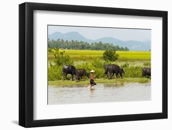 Water buffalo on the shore of Kaladan River, between Mrauk-U and Sittwe, Rakhine State, Myanmar-Keren Su-Framed Photographic Print