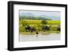 Water buffalo on the shore of Kaladan River, between Mrauk-U and Sittwe, Rakhine State, Myanmar-Keren Su-Framed Photographic Print