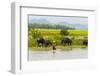 Water buffalo on the shore of Kaladan River, between Mrauk-U and Sittwe, Rakhine State, Myanmar-Keren Su-Framed Photographic Print