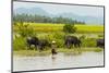 Water buffalo on the shore of Kaladan River, between Mrauk-U and Sittwe, Rakhine State, Myanmar-Keren Su-Mounted Photographic Print