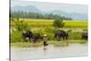 Water buffalo on the shore of Kaladan River, between Mrauk-U and Sittwe, Rakhine State, Myanmar-Keren Su-Stretched Canvas