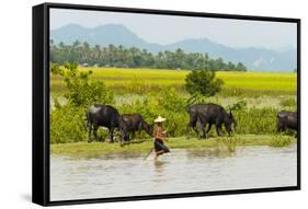 Water buffalo on the shore of Kaladan River, between Mrauk-U and Sittwe, Rakhine State, Myanmar-Keren Su-Framed Stretched Canvas