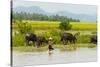 Water buffalo on the shore of Kaladan River, between Mrauk-U and Sittwe, Rakhine State, Myanmar-Keren Su-Stretched Canvas