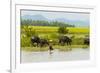 Water buffalo on the shore of Kaladan River, between Mrauk-U and Sittwe, Rakhine State, Myanmar-Keren Su-Framed Premium Photographic Print