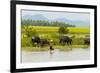 Water buffalo on the shore of Kaladan River, between Mrauk-U and Sittwe, Rakhine State, Myanmar-Keren Su-Framed Premium Photographic Print