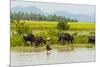 Water buffalo on the shore of Kaladan River, between Mrauk-U and Sittwe, Rakhine State, Myanmar-Keren Su-Mounted Premium Photographic Print