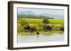 Water buffalo on the shore of Kaladan River, between Mrauk-U and Sittwe, Rakhine State, Myanmar-Keren Su-Framed Photographic Print