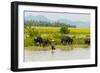 Water buffalo on the shore of Kaladan River, between Mrauk-U and Sittwe, Rakhine State, Myanmar-Keren Su-Framed Photographic Print