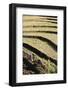 Water Buffalo Ploughing Terraced Rice Field, Near Kengtung, Shan State, Myanmar (Burma), Asia-Stuart Black-Framed Photographic Print