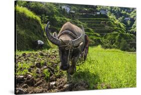 Water Buffalo Plowing Through the Rice Terraces of Banaue, Northern Luzon, Philippines-Michael Runkel-Stretched Canvas