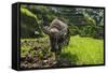 Water Buffalo Plowing Through the Rice Terraces of Banaue, Northern Luzon, Philippines-Michael Runkel-Framed Stretched Canvas