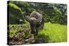 Water Buffalo Plowing Through the Rice Terraces of Banaue, Northern Luzon, Philippines-Michael Runkel-Stretched Canvas