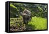 Water Buffalo Plowing Through the Rice Terraces of Banaue, Northern Luzon, Philippines-Michael Runkel-Framed Stretched Canvas