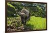 Water Buffalo Plowing Through the Rice Terraces of Banaue, Northern Luzon, Philippines-Michael Runkel-Framed Photographic Print