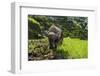 Water Buffalo Plowing Through the Rice Terraces of Banaue, Northern Luzon, Philippines-Michael Runkel-Framed Photographic Print