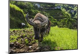 Water Buffalo Plowing Through the Rice Terraces of Banaue, Northern Luzon, Philippines-Michael Runkel-Mounted Photographic Print