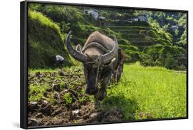 Water Buffalo Plowing Through the Rice Terraces of Banaue, Northern Luzon, Philippines-Michael Runkel-Framed Photographic Print