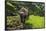 Water Buffalo Plowing Through the Rice Terraces of Banaue, Northern Luzon, Philippines-Michael Runkel-Framed Photographic Print