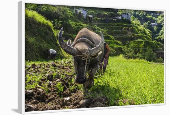 Water Buffalo Plowing Through the Rice Terraces of Banaue, Northern Luzon, Philippines-Michael Runkel-Framed Photographic Print