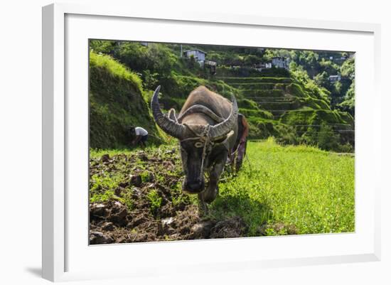 Water Buffalo Plowing Through the Rice Terraces of Banaue, Northern Luzon, Philippines-Michael Runkel-Framed Photographic Print