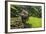 Water Buffalo Plowing Through the Rice Terraces of Banaue, Northern Luzon, Philippines-Michael Runkel-Framed Photographic Print