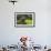 Water Buffalo Plowing Through the Rice Terraces of Banaue, Northern Luzon, Philippines-Michael Runkel-Framed Photographic Print displayed on a wall