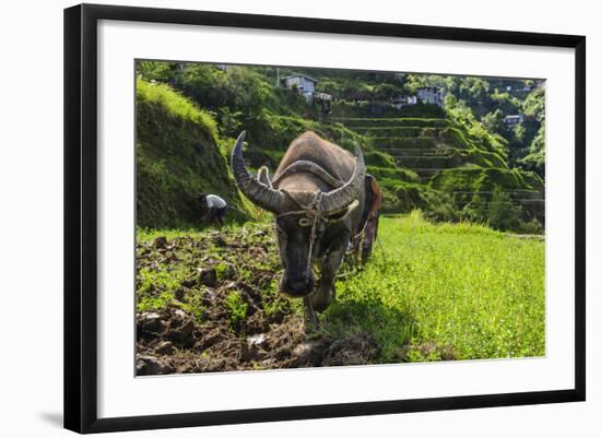 Water Buffalo Plowing Through the Rice Terraces of Banaue, Northern Luzon, Philippines-Michael Runkel-Framed Photographic Print