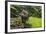 Water Buffalo Plowing Through the Rice Terraces of Banaue, Northern Luzon, Philippines-Michael Runkel-Framed Photographic Print