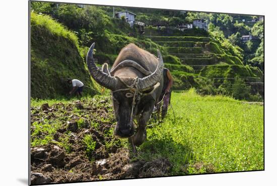 Water Buffalo Plowing Through the Rice Terraces of Banaue, Northern Luzon, Philippines-Michael Runkel-Mounted Photographic Print