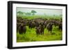 Water Buffalo Standoff on Safari, Mizumi Safari Park, Tanzania, East Africa, Africa-Laura Grier-Framed Photographic Print