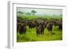 Water Buffalo Standoff on Safari, Mizumi Safari Park, Tanzania, East Africa, Africa-Laura Grier-Framed Photographic Print