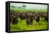 Water Buffalo Standoff on Safari, Mizumi Safari Park, Tanzania, East Africa, Africa-Laura Grier-Framed Stretched Canvas