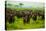 Water Buffalo Standoff on Safari, Mizumi Safari Park, Tanzania, East Africa, Africa-Laura Grier-Stretched Canvas