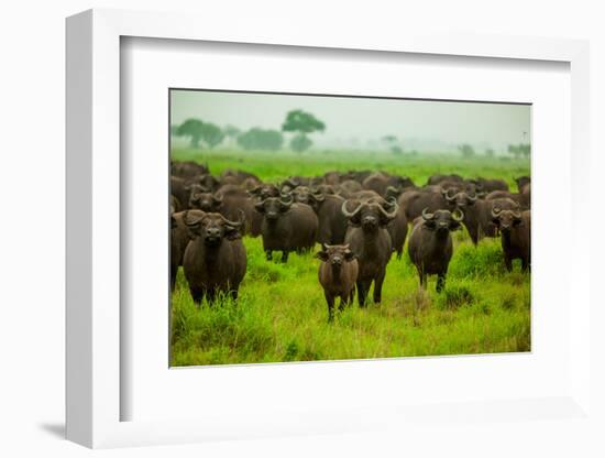 Water Buffalo Standoff on Safari, Mizumi Safari Park, Tanzania, East Africa, Africa-Laura Grier-Framed Photographic Print