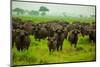 Water Buffalo Standoff on Safari, Mizumi Safari Park, Tanzania, East Africa, Africa-Laura Grier-Mounted Photographic Print