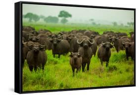 Water Buffalo Standoff on Safari, Mizumi Safari Park, Tanzania, East Africa, Africa-Laura Grier-Framed Stretched Canvas